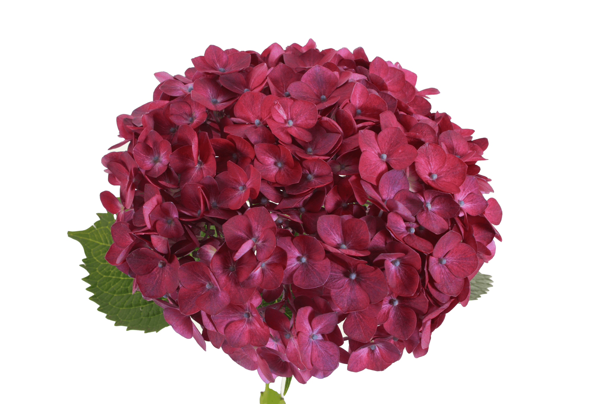 Bouquets – American flowers